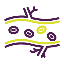 Icon of blood cells flowing in a blood vein